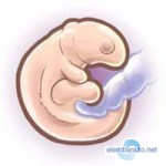 Cuerpo interno de una mujer embarazada recien